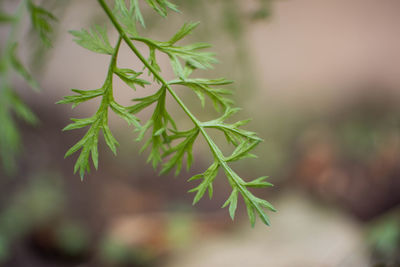 Close-up of pine tree branch