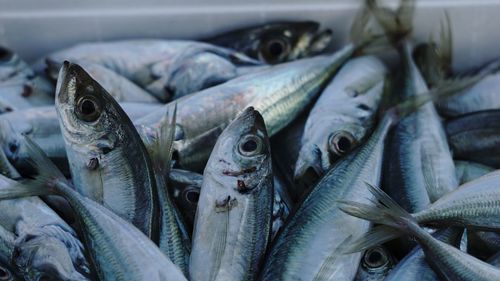 Close-up of fish for sale in market