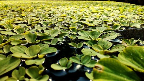 Close-up of plants