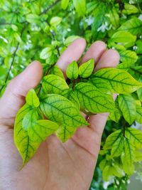 Close-up of hand holding leaves