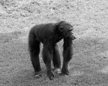 Chimpanzee on field