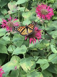 Close-up of butterfly pollinating on pink flower