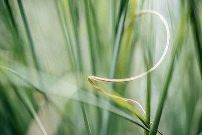 Close-up of bamboo plant