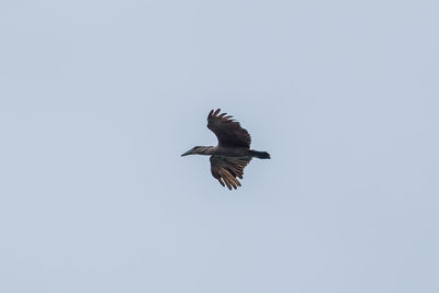 Low angle view of bird flying against clear sky