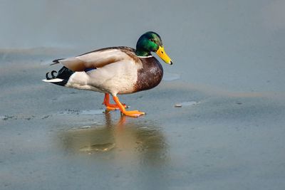 Bird in a lake