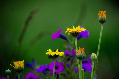 Close-up of purple flowering plants