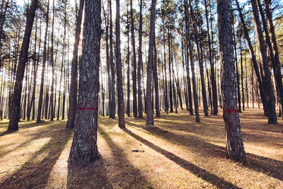 View of trees in forest