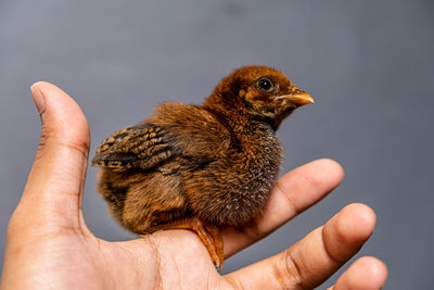 Close-up of a hand holding a bird