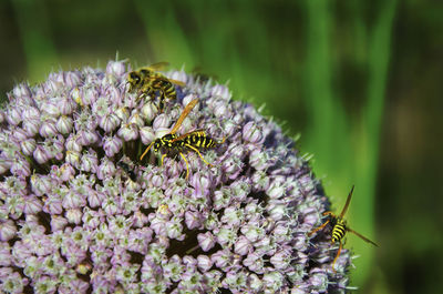 Close-up of bee pollinating on purple flower