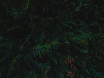 Full frame shot of trees growing on field