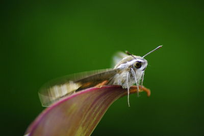 Close-up of butterfly on flower