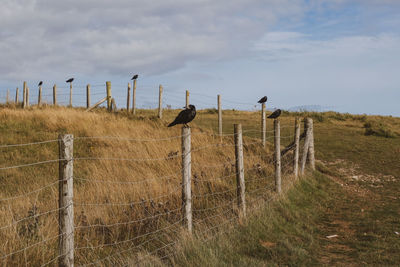 View of birds on field against sky