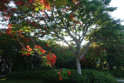 Red flower trees in garden