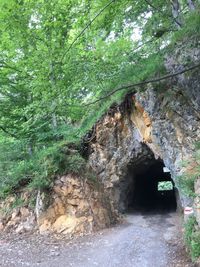 Rock formation amidst trees in forest