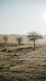 Bare trees on field against clear sky
