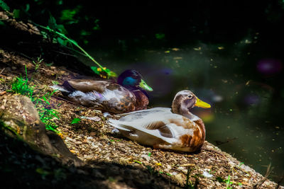 Duck in a field