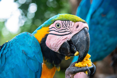 Close-up of a parrot