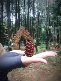 Close-up of person hand holding plant