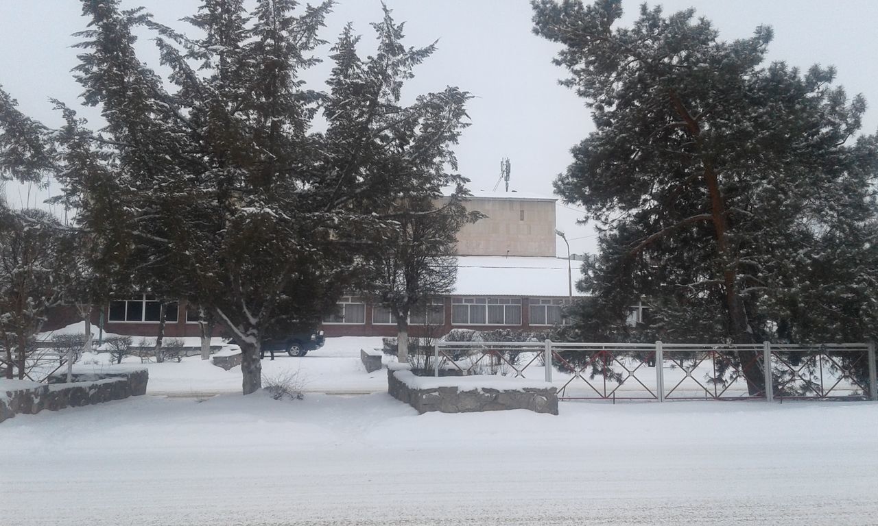 TREES IN SNOW