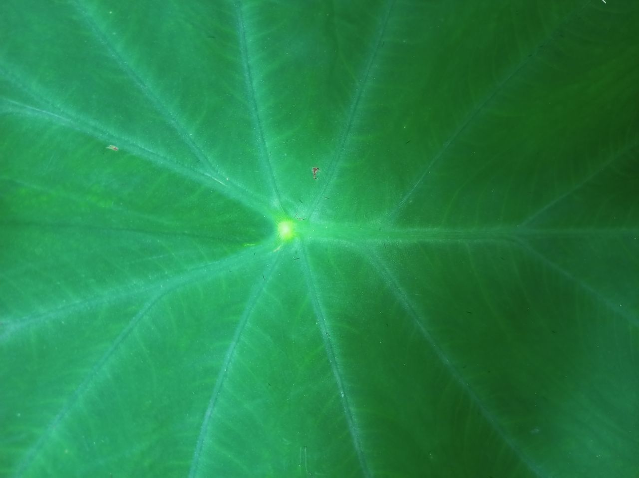 FULL FRAME SHOT OF LEAVES