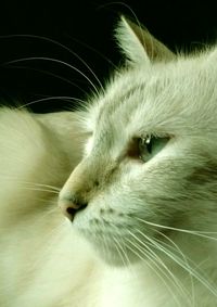 Close-up of cat