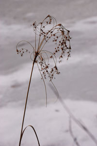 Close-up of plant against lake