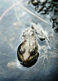 Close-up of turtle swimming in water