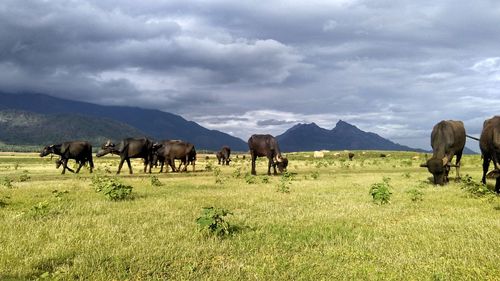 Cows grazing on field against sky