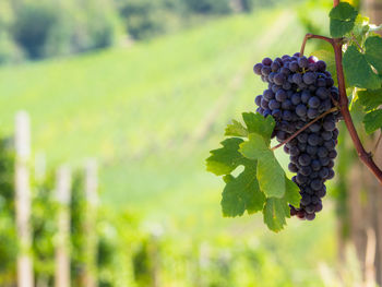 Close-up of grapes growing in vineyard