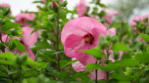 Close-up of pink flowering plants