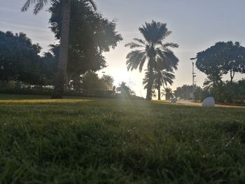 Trees on field against sky