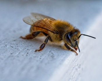 Close-up of bee