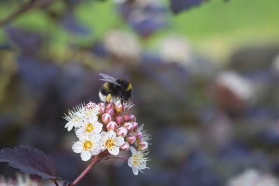 Close-up of bee on flower