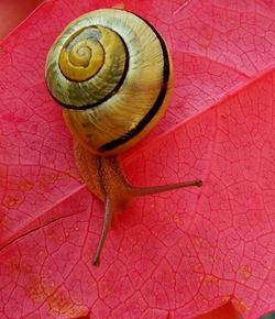 High angle view of snail