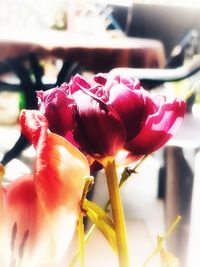 Close-up of pink rose