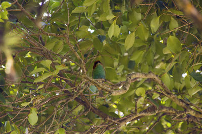 Bird perching on tree