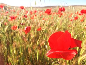 Close-up of red poppy flowers on field