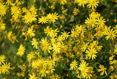 Close-up of yellow flowering plants in park