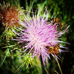 Close-up of insect on pink flower