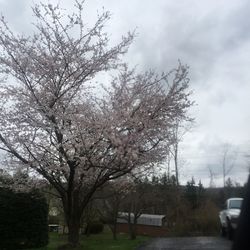 Flower tree against sky