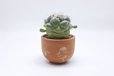 Close-up of succulent plant in pot