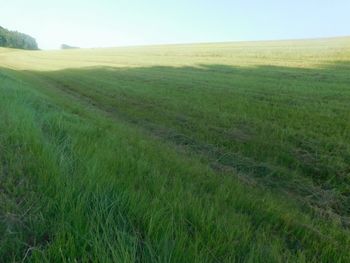 Scenic view of agricultural field against clear sky