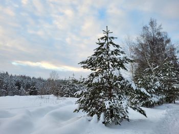 Trees on snow covered field against sky