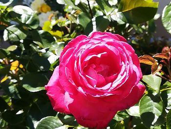 Close-up of red rose