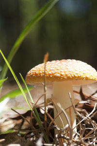 Close-up of wild mushroom growing on field