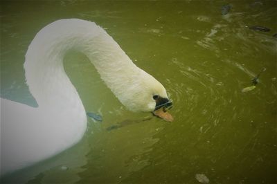 High angle view of swan swimming in lake