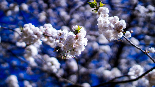 Close-up of cherry blossom