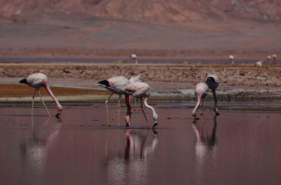 Birds in lake