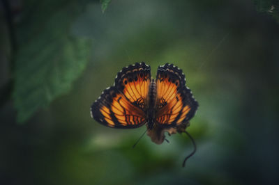 Close-up of butterfly pollinating