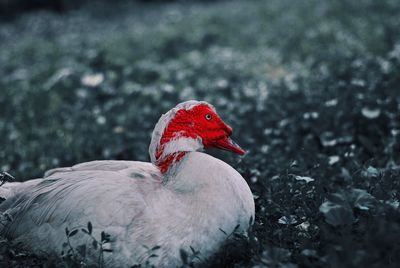 Close-up of a bird on rock
